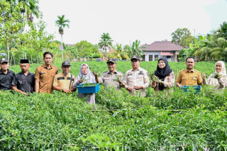 Dongkrak Ekonomi Desa, BUMDes Pasiran Panen 1,5 Ton Cabai Bersama Wabup Bagus Santoso