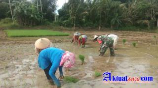 Meningkatkan Ketahanan Pangan dimasa Pandemi Covid 19 Babinsa Bantu Petani Menanam Padi