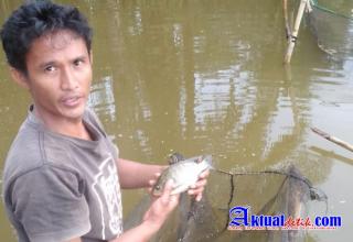 Usaha Budidaya Ikan di Tapung Hulu Merugi, Diduga Dampak Pekerjaan PT Vira Jaya